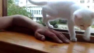 可愛貓咪不讓主人手臂放在窗外影片