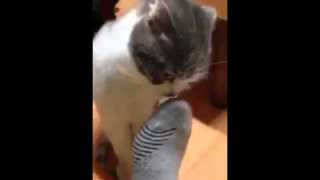 貓貓聞完臭腳的反應影片